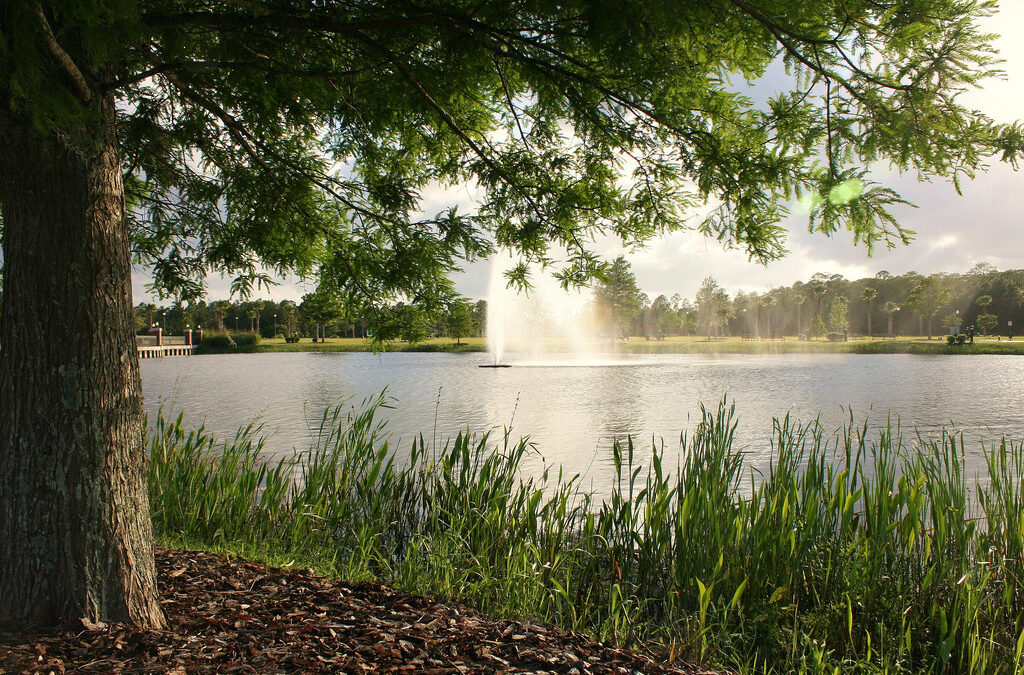 A serene pond in Palm Coast is bordered with tall grass and a tree in the foreground. Sunlight filters through the tree's branches, illuminating a fountain in the center of the pond. The background features trees and a partly cloudy sky, capturing a tranquil moment in Flagler County.