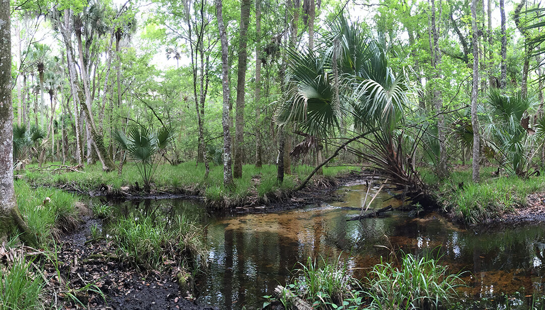 Land Management to take 8 participants on ‘A Walk in the Park (in the Woods)’ January 18