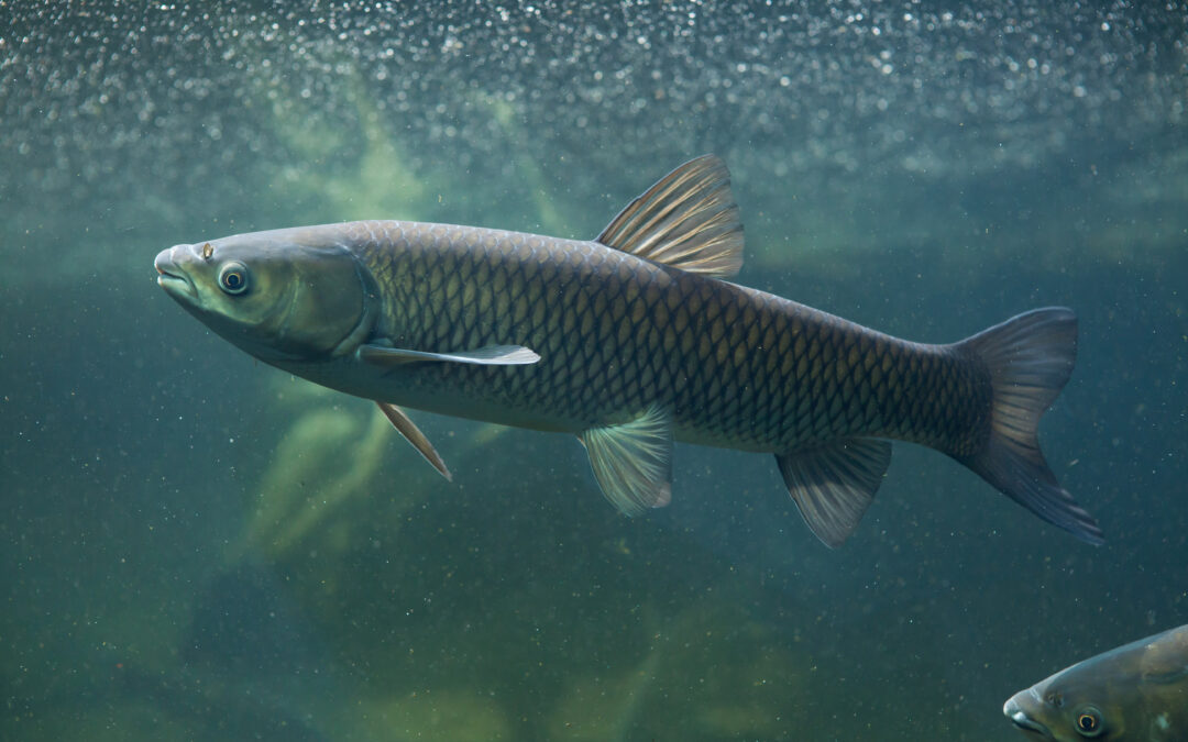 Triploid Grass Carp to be used to control Aquatic Weeds