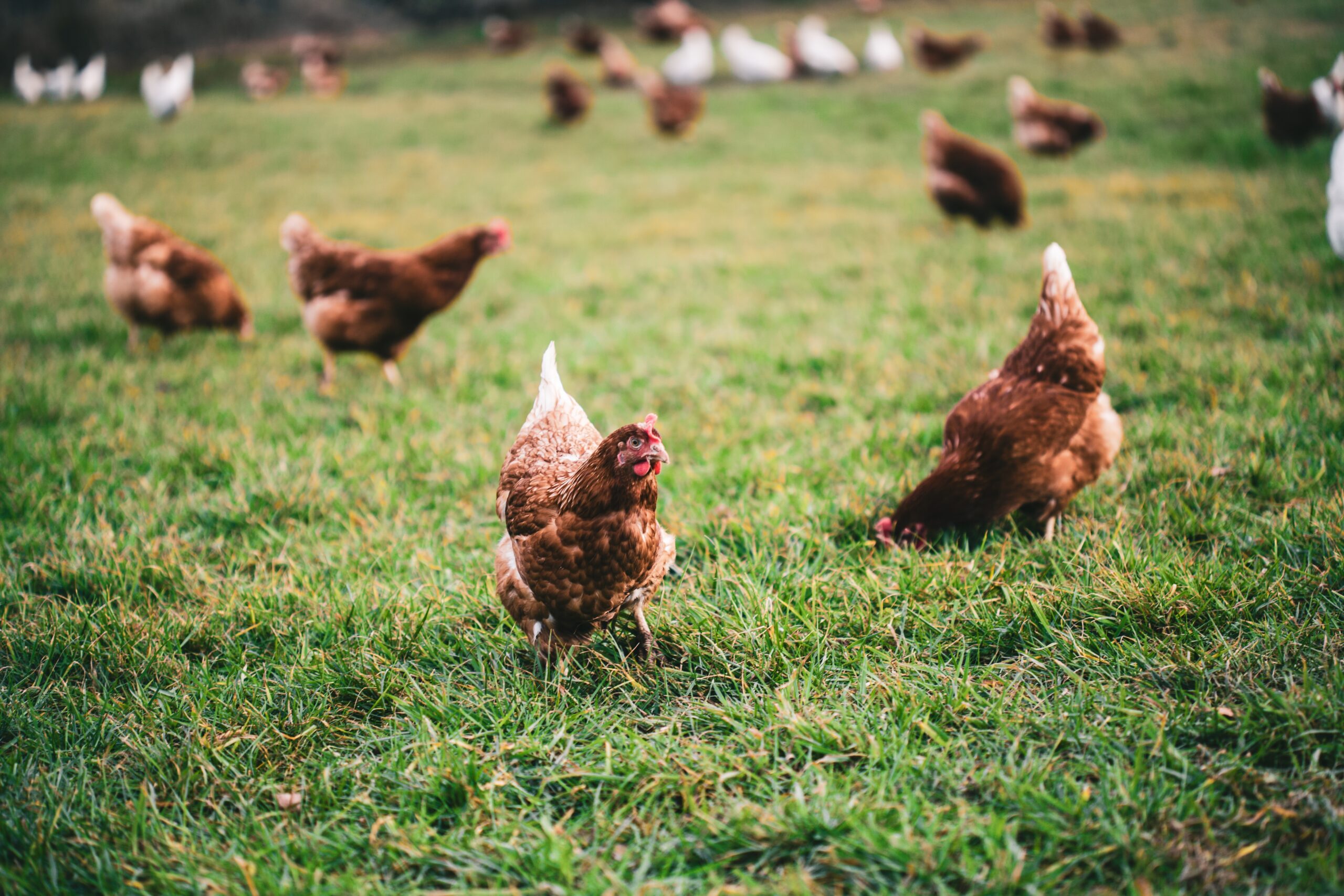 Backyard Chickens: Party Fowl Brings Up Topic of Backyard Birds in City Hall Meetings