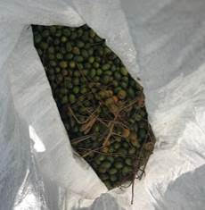 Saw Palmetto Berry Picking is Illegal on Public Property; Permit Required for Private Property Picking