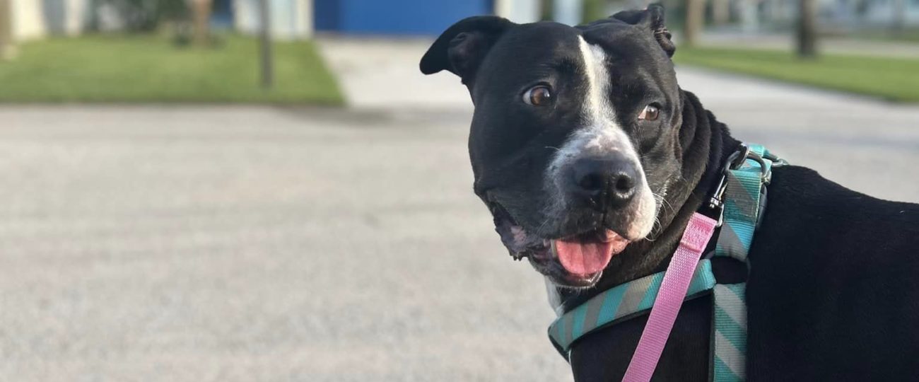 Stella Finds a Home: An ‘Unbeelievably Pawsitive’ Story With a Happy Ending