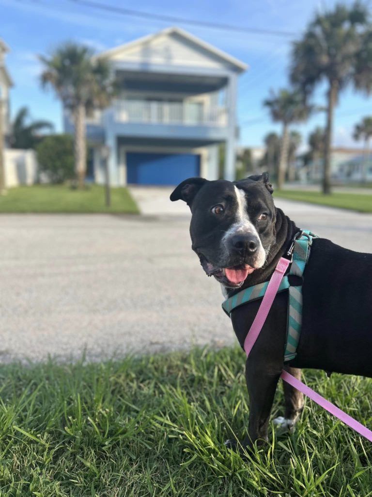 Stella Finds a Home: An ‘Unbeelievably Pawsitive’ Story With a Happy Ending