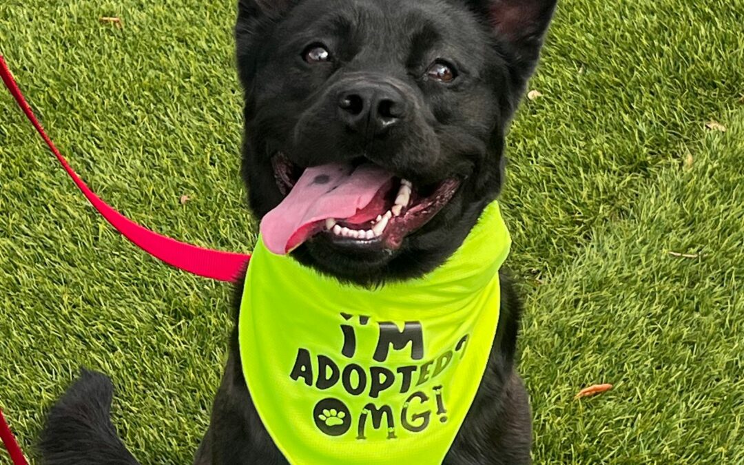 Pup of the Month: Taz; Gets Furever Home After Being Dumped Twice