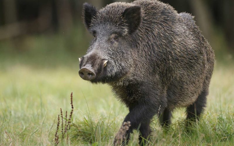 Here Piggy Piggy Piggy, How and Why Feral Hogs are Bad for Flagler