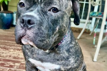 Stormi Named Pup of the Month by SMART Animal Rescue; Making Headway with Her Recovery
