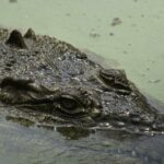 Flagler County Issues Warning: Don’t Feed Alligators in Flagler County Parks