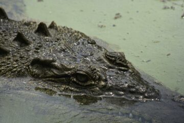 Flagler County Issues Warning: Don’t Feed Alligators in Flagler County Parks