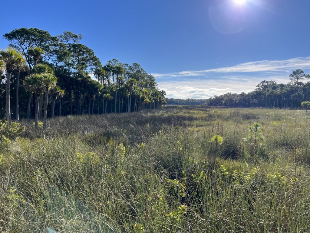 A sunny landscape with tall grasses and scattered palm trees under a clear blue sky The sunlight casts shadows across the field, and a forested area borders the left side of the scene