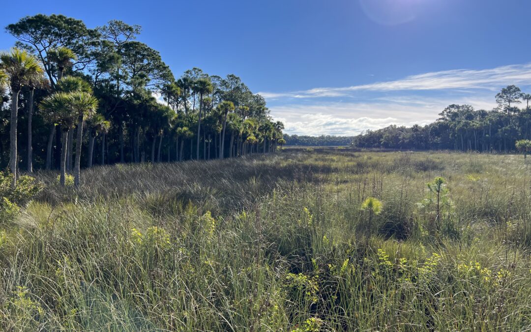 Flagler County hosts public meeting about Bulow Creek Headwaters Regional Park planning on Wednesday (June 4)