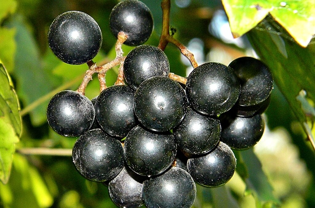 Grapes & Gardens – UF|IFAS plans a dream-come-true day that promises to be sweeter than muscadine wine for homeowners