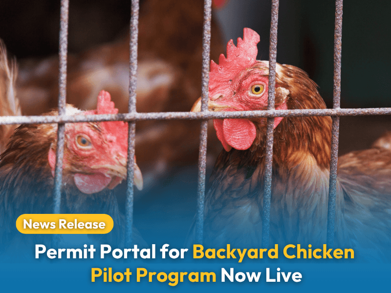 Two chickens stand behind the bars of a cage Text overlay reads: "News Release: Permit Portal for Backyard Chicken Pilot Program Now Live
