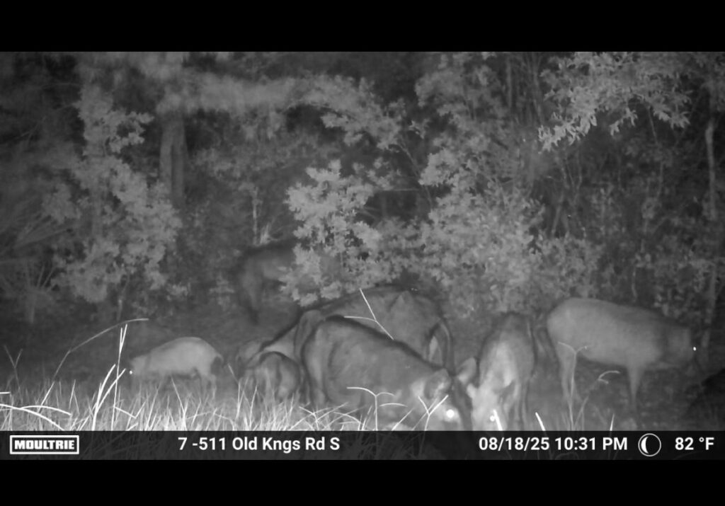 A group of wild hogs forage at night in a forest clearing, captured by a trail camera The black and white image shows several hogs among tall grass and trees The timestamp reads //, : PM, °F