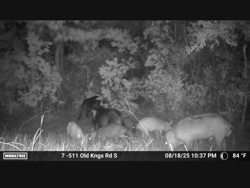 A black and white night vision trail camera photo shows a group of deer grazing in tall grass near a wooded area The date, time, and temperature are displayed at the bottom of the image