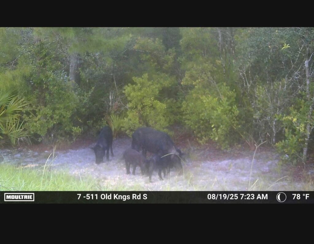 A group of wild hogs, including adults and piglets, forage in a grassy clearing surrounded by dense green foliage Information at the bottom shows the date, time, temperature, and camera location