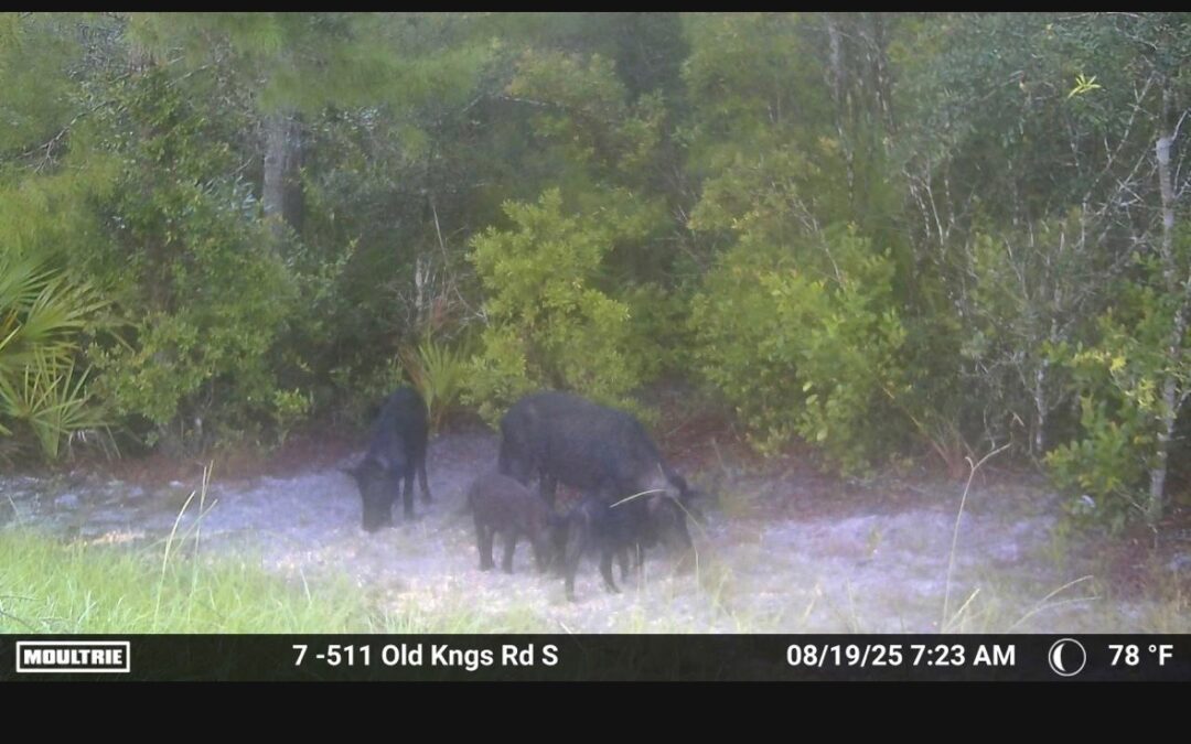 Hog Vandalism at Craig Flagler Palm Funeral Home and Memorial Gardens