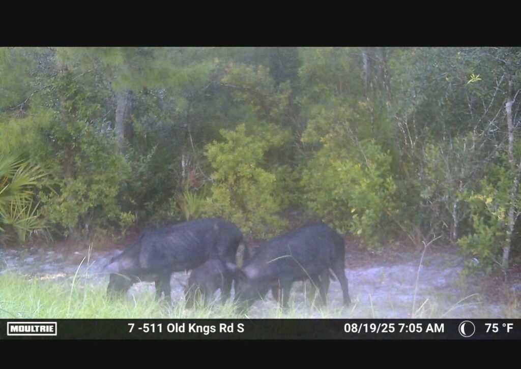 Three wild pigs forage on the ground near dense green foliage in a forested area, captured by a trail camera The image shows a misty morning with the ground slightly illuminated