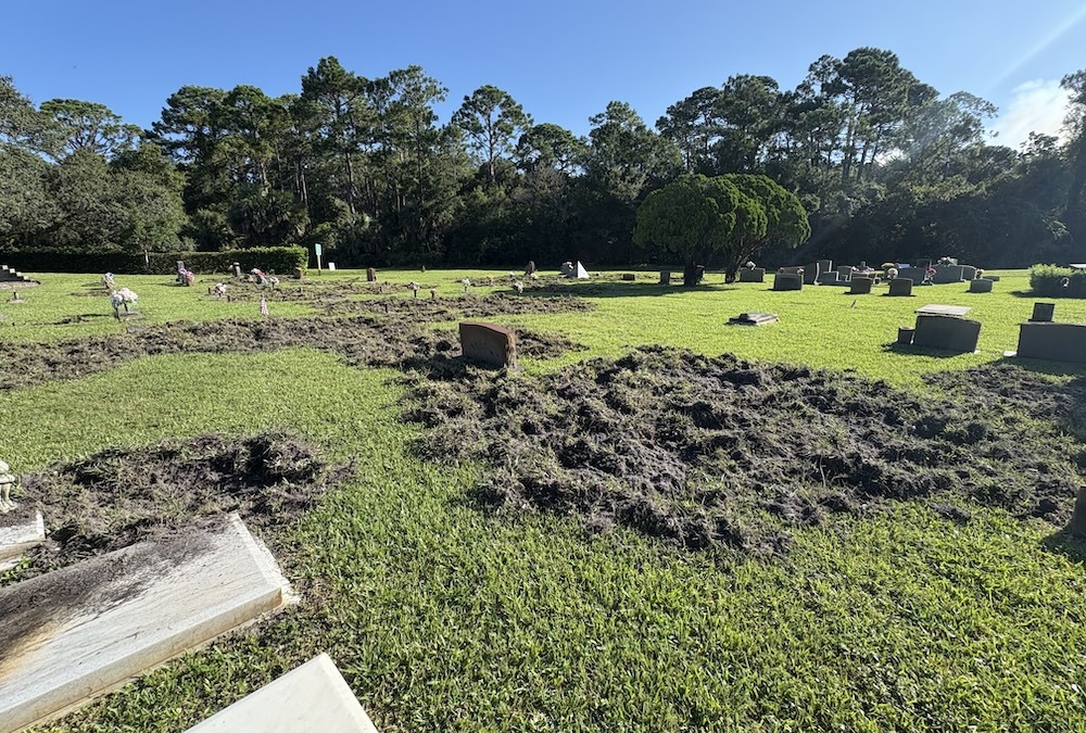 A cemetery with several gravestones and large patches of disturbed, uneven grass, possibly due to animal activity, under a clear blue sky with trees in the background