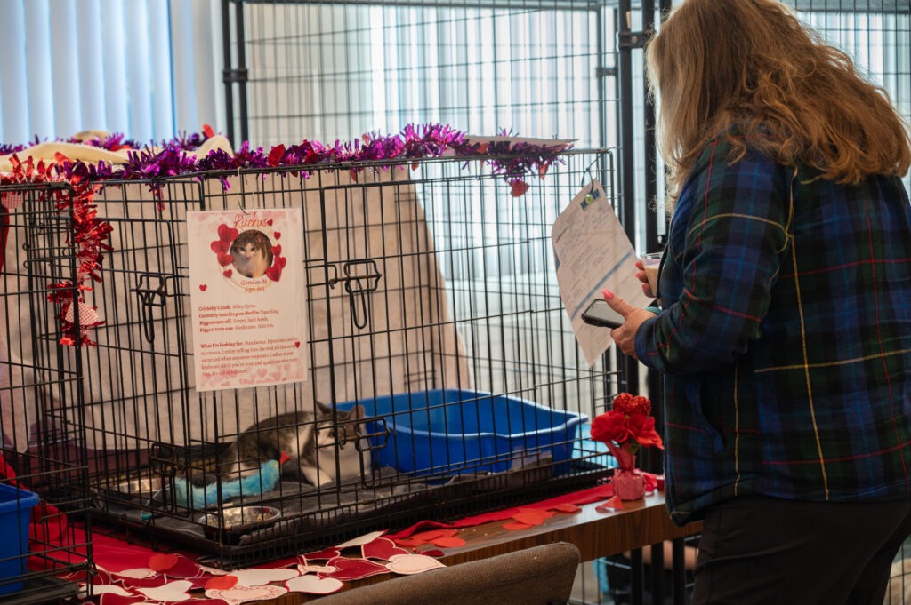 A woman stands in front of a decorated cat crate, reading a clipboard Inside the crate, a cat lies on a blanket The cage is adorned with hearts and Valentine’s decorations, and an information sheet with a cat’s photo is attached