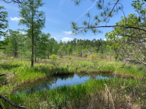 A small pond surrounded by tall green grasses and trees under a blue sky with scattered clouds in a peaceful, natural landscape A small pond surrounded by tall green grasses and trees under a blue sky with scattered clouds in a peaceful, natural landscape