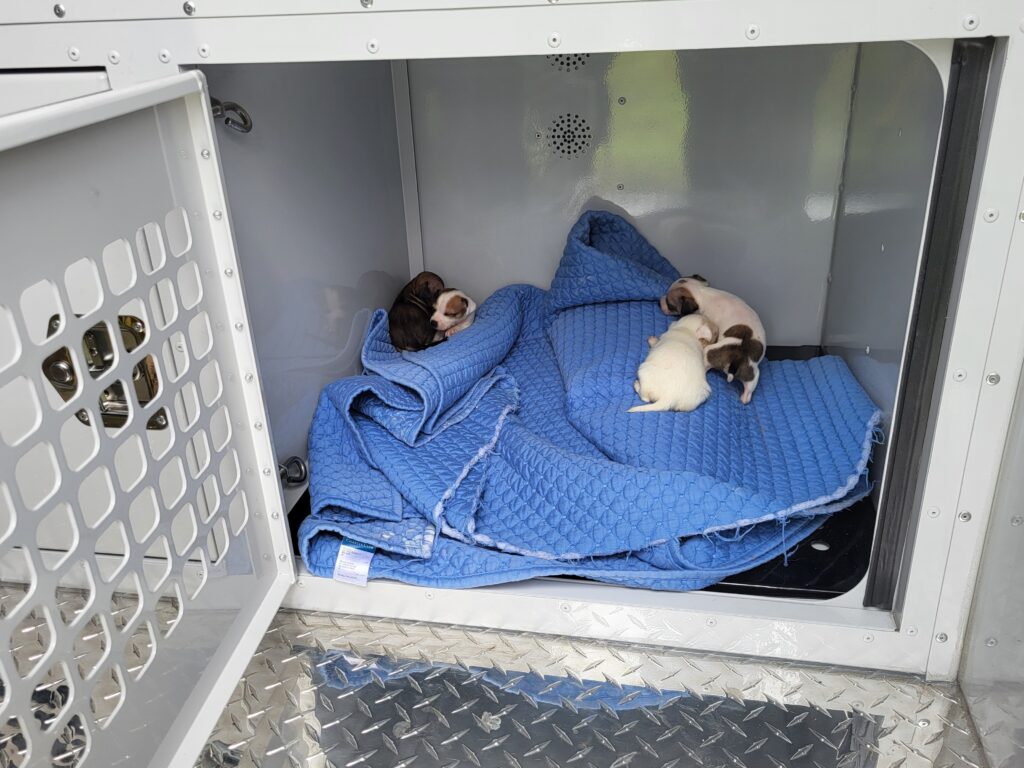 Four small puppies lie on a blue blanket inside a metal compartment with an open grated door, possibly in a veterinary or animal transport vehicle Four small puppies lie on a blue blanket inside a metal compartment with an open grated door, possibly in a veterinary or animal transport vehicle