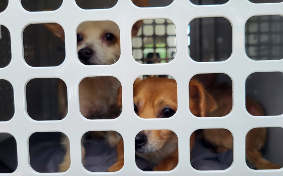Two small dogs with tan fur look out from behind a white plastic crate with square holes, appearing calm and curious The dogs are partially visible through the openings in the crate door
