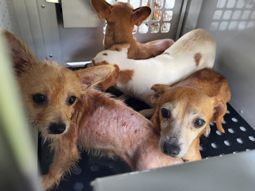Four small dogs with thin fur and visible skin issues sit closely together inside a metal crate, looking alert and slightly anxious The crate has a grated black floor and metal walls Four small dogs with thin fur and visible skin issues sit closely together inside a metal crate, looking alert and slightly anxious The crate has a grated black floor and metal walls
