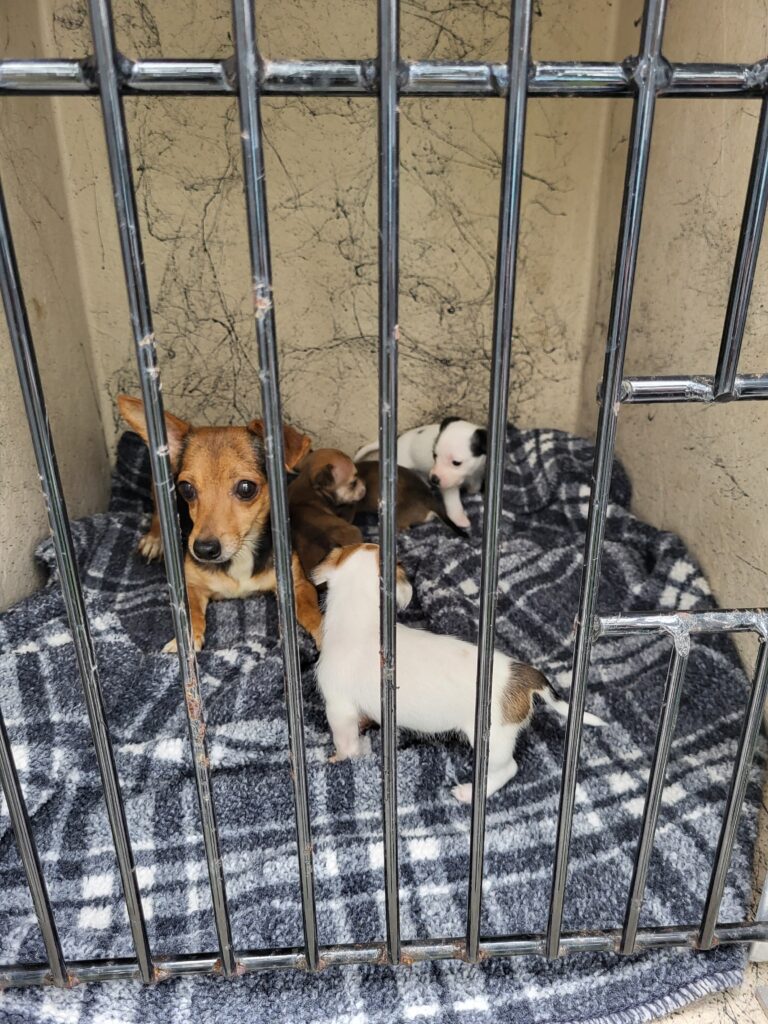 A small brown dog sits on a plaid blanket inside a metal cage, surrounded by four tiny puppies, some of which are white with brown patches The cage bars are in the foreground A small brown dog sits on a plaid blanket inside a metal cage, surrounded by four tiny puppies, some of which are white with brown patches The cage bars are in the foreground