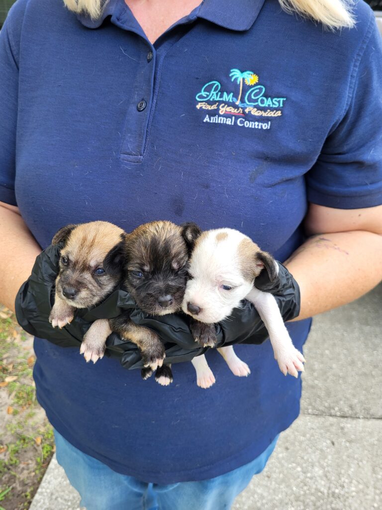 A person wearing a "Palm Coast Animal Control" shirt and black gloves holds three tiny, brown and white puppies closely together outdoors A person wearing a "Palm Coast Animal Control" shirt and black gloves holds three tiny, brown and white puppies closely together outdoors