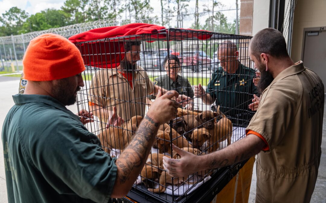 11 Puppies Move Into Flagler County Jail as Part of Inmate Treatment Program
