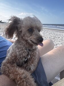 A small, curly haired dog with its tongue out sits on a person’s lap at a sandy beach with blue sky and ocean waves in the background A small, curly haired dog with its tongue out sits on a person’s lap at a sandy beach with blue sky and ocean waves in the background
