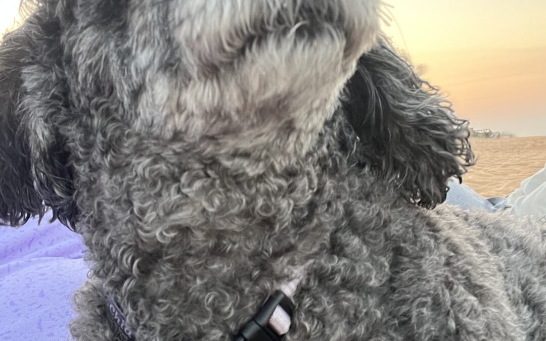 Rescued Just in Time: Flagler County Family Adopts Two Poodles Before Out-of-State Rescue Is Shut Down