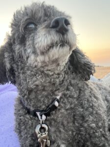 A curly gray poodle wearing a black collar gazes upward at sunset, with sand and a purple blanket visible in the background