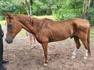 A thin, brown horse with visible ribs stands on dirt ground in a wooded area Two people stand nearby, one partially obscured behind the horse