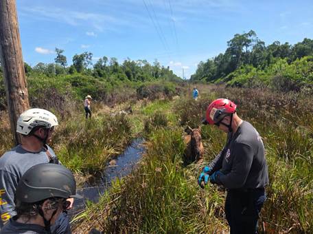 FCFR assists Volusia County rescue 2 horses trapped in deep mud